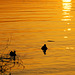 Abends am Mittellandkanal