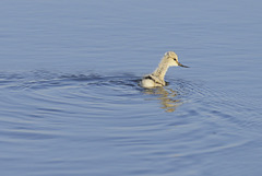 Recurvirostra avosetta, Alfaiate