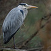 Heron