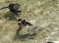 Diese Pinguine scheinen Spaß zu haben