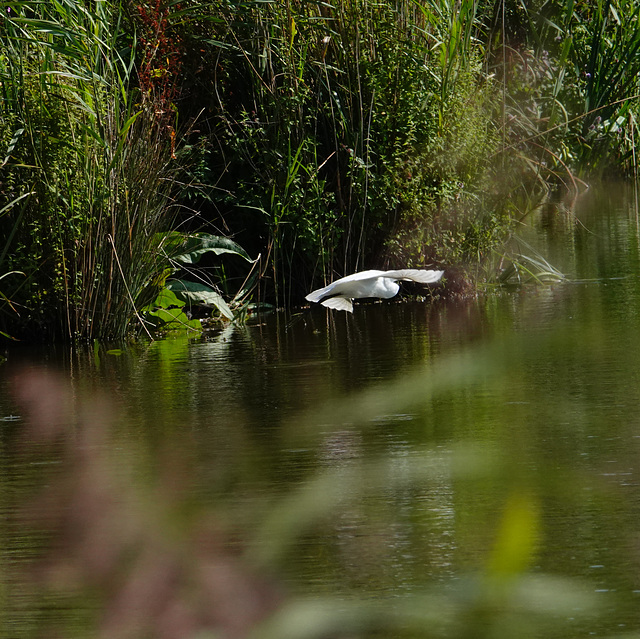 Egret in flight