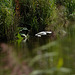 Egret in flight