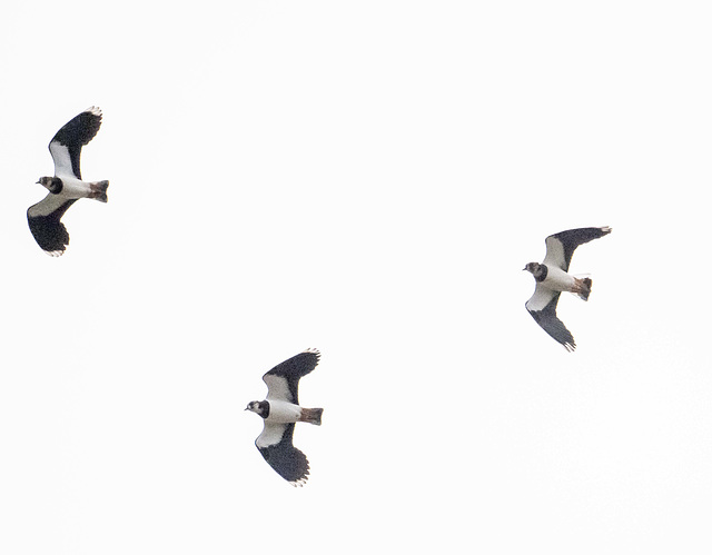 Lapwings