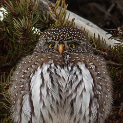 Puffed up for warmth