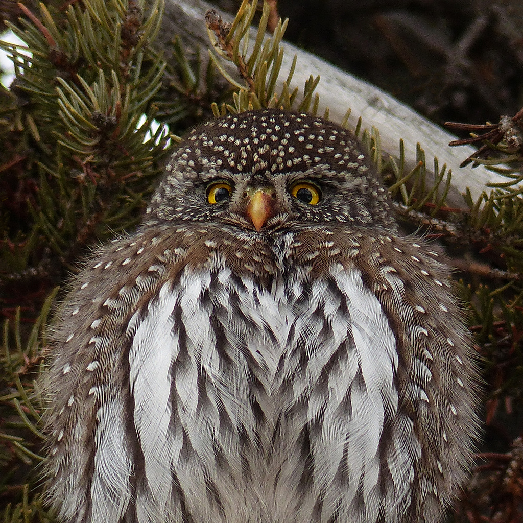 Puffed up for warmth