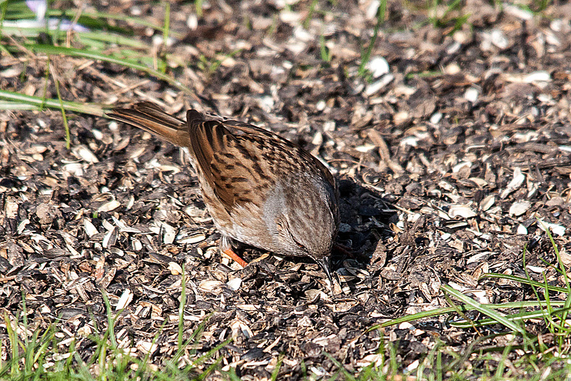 20150319 3568VRTw [D~RI] Heckenbraunelle (Prunella modularis) [m],  Rinteln