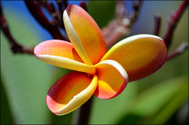 detail - queen kapiolani garden