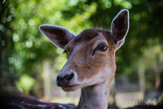 European Fallow Deer