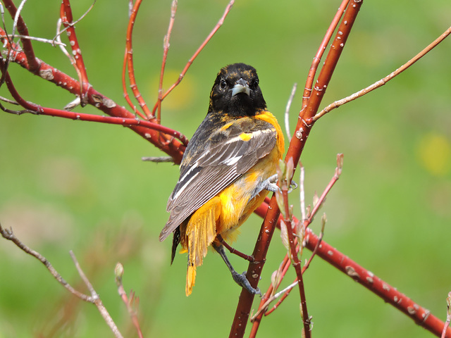 Baltimore Orioles