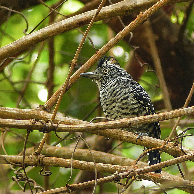 Barred Anrshrike, on way to Brasso Seco