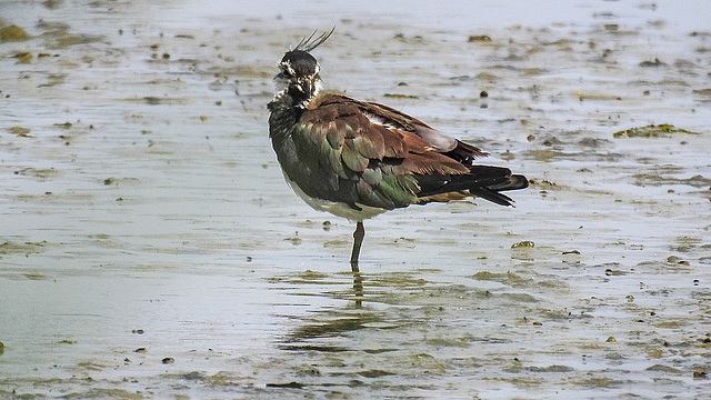 20180628 4101CPw [D~MS] Kiebitz, Rieselfelder Münster