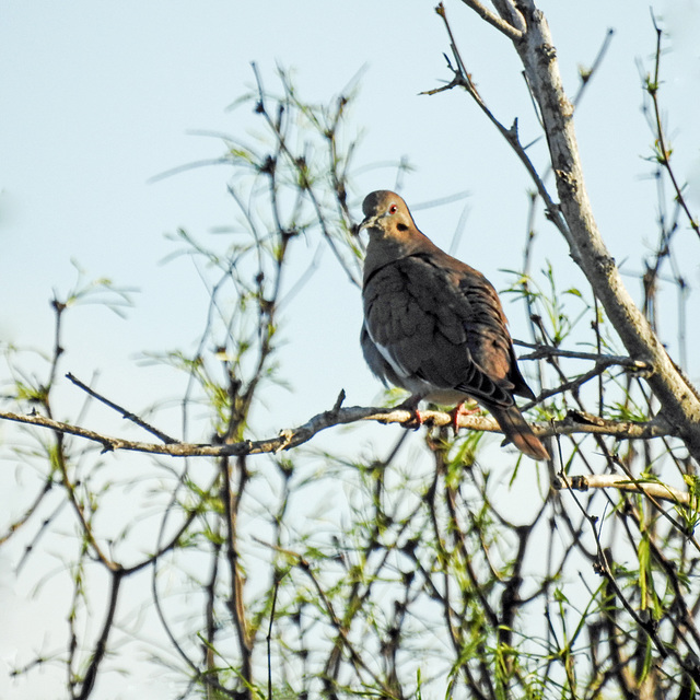 Day 4, White-winged Dove, Aransas Park