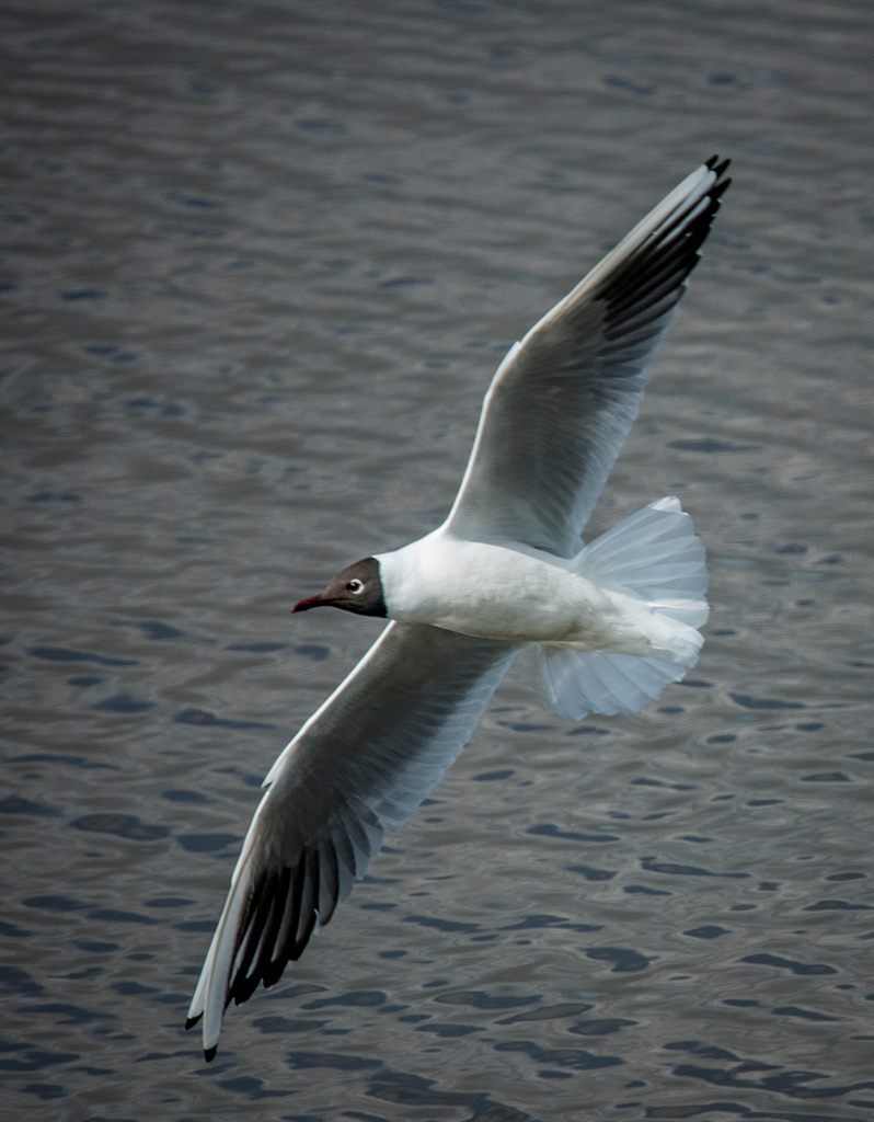 Black headed gull