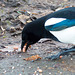 Magpie collecting peanuts