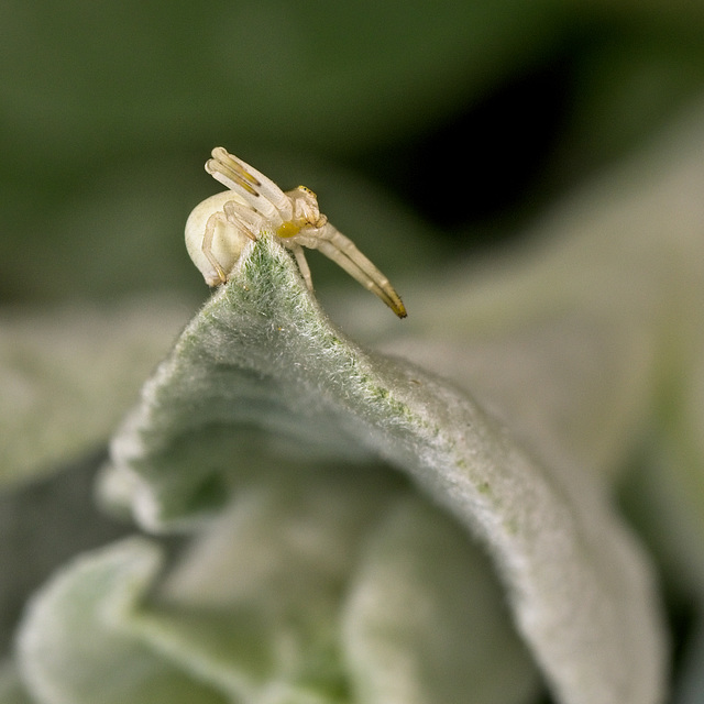 Crab Spider (2)