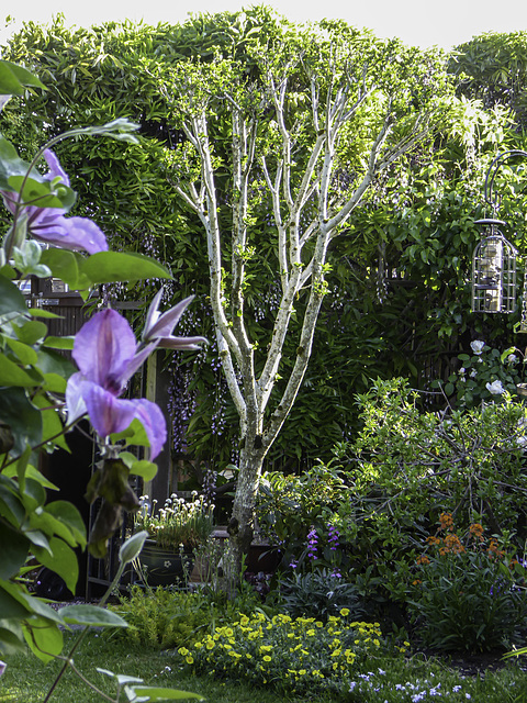 Hibiscus view