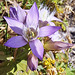 Rauer Kranzenzian (Gentianella aspera)