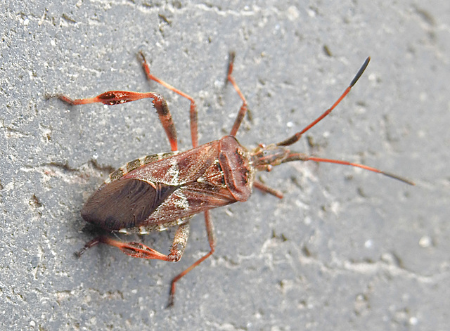 20221029 1957CPw [D~LIP] Amerikanische Kiefernwanze (Leptoglossus occidentalis) [Kiefern-Zapfenwanze], Bad Salzuflen