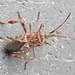 20221029 1957CPw [D~LIP] Amerikanische Kiefernwanze (Leptoglossus occidentalis) [-Zapfenwanze], Bad Salzuflen