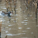 Water rail