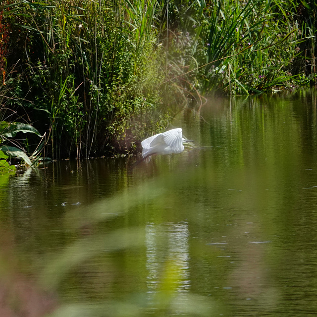 Egret in flight