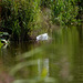 Egret in flight