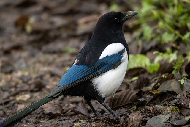 Magpie