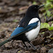 Magpie