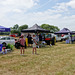 Park Farm Open Day