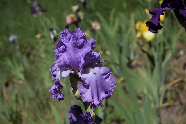 Iris Orchidarium (1)