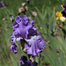 Iris Orchidarium (1)