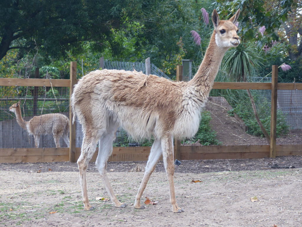 Vicuña - 16 October 2015