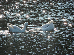 un bon bain de printemps c'est tout bon,,