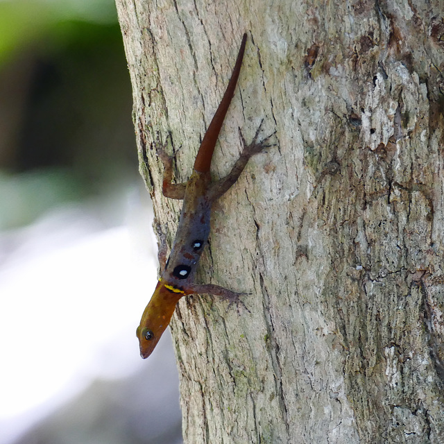 Ocellated gecko / Gonatodes ocellatus, Little Tobago