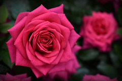 A Rose is a Rose