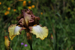 Iris 'Patina '