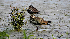 20180628 4102CPw [D~MS] Kiebitz, Rieselfelder Münster