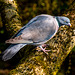 Wood pigeon