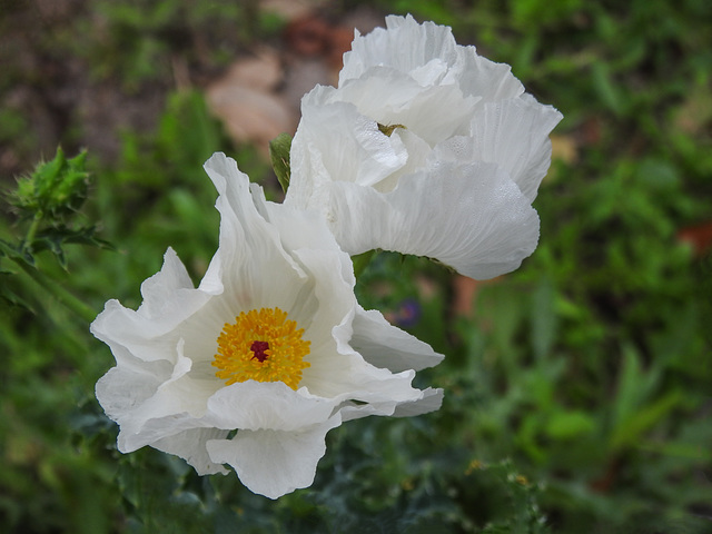 Day 2, White Prickly Poppy