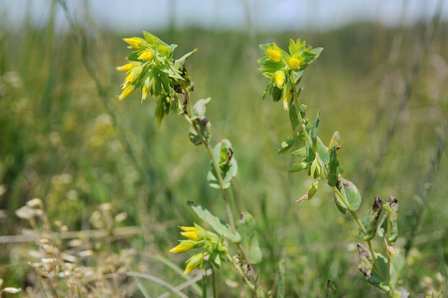 Kleine Wachsblume