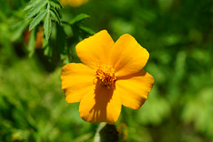 Orangefarbene Blüte auf einer Blumenwiese