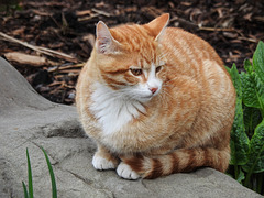 Farm cat