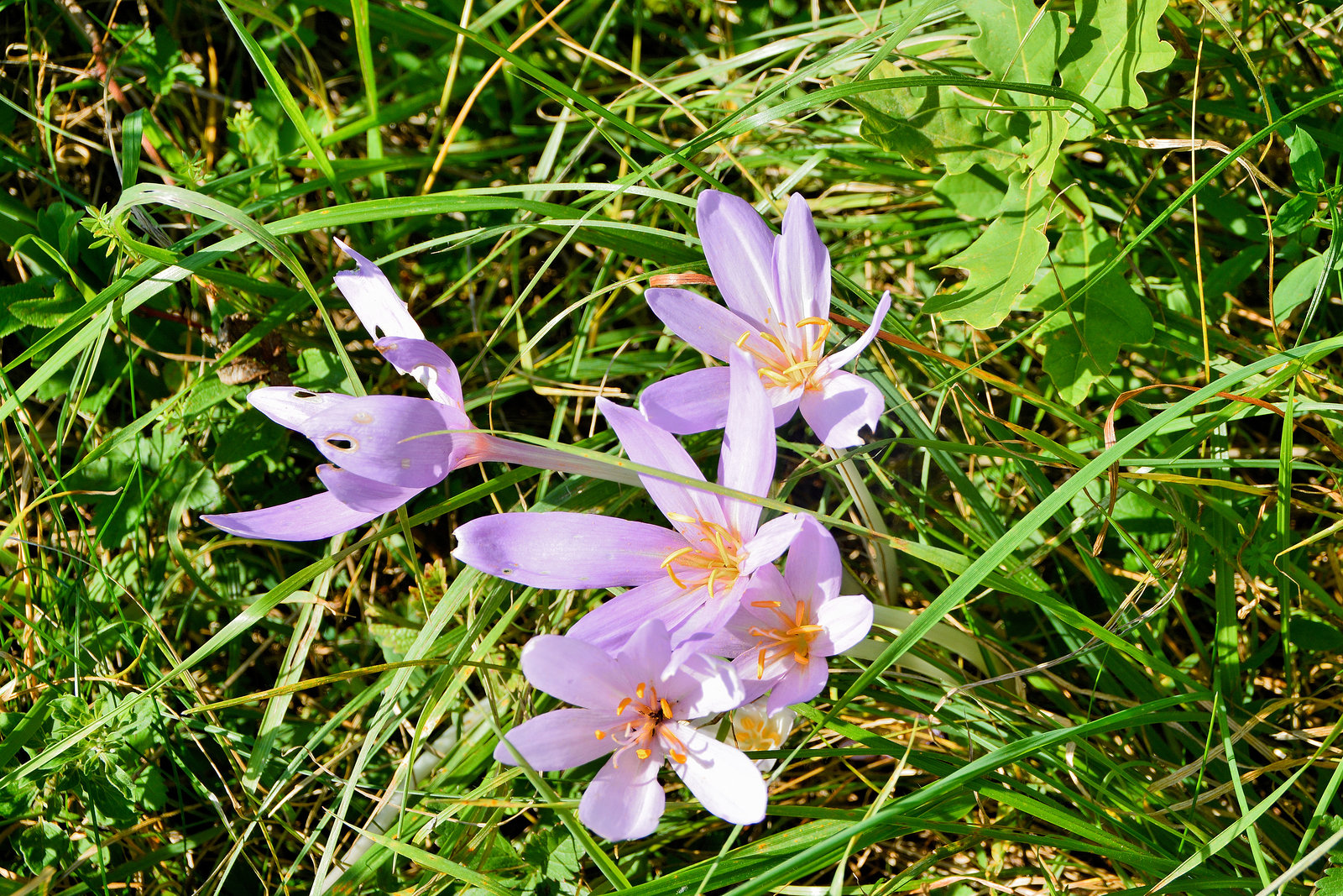 Herbstzeitlose (Colchicum autumnale)