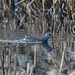 Water rail