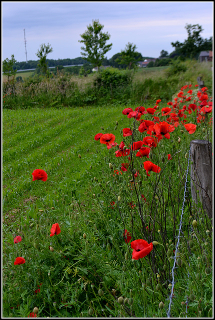 poppy road