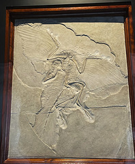 Archaeopteryx, Museum für Naturkunde