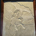 Archaeopteryx, Museum für Naturkunde
