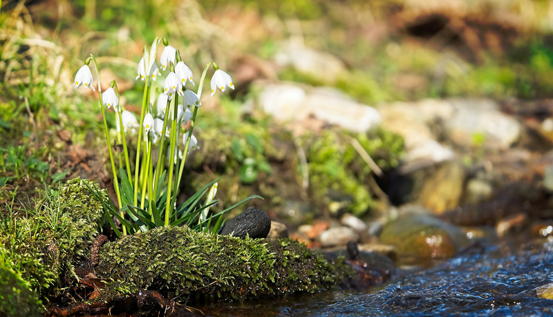 Die Märzenbecher (Leucojum vernum) am Rande des Baches :))  The March cups (Leucojum vernum) at the edge of the stream :))  Les coupes de mars (Leucojum vernum) au bord du ruisseau :))