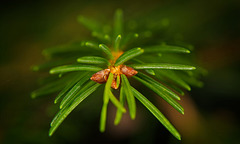 Einfach nur grüne Nadeln :))  Just green needles :))  Juste des aiguilles vertes :))