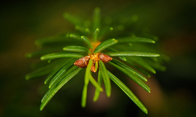 Einfach nur grüne Nadeln :))  Just green needles :))  Juste des aiguilles vertes :))